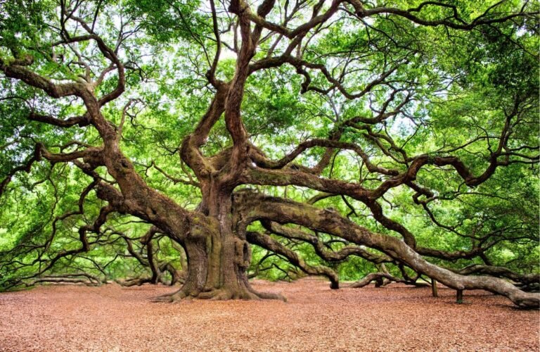 Ancient Oak Tree