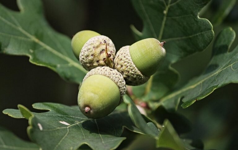 3 Acorns with Oak Leaves